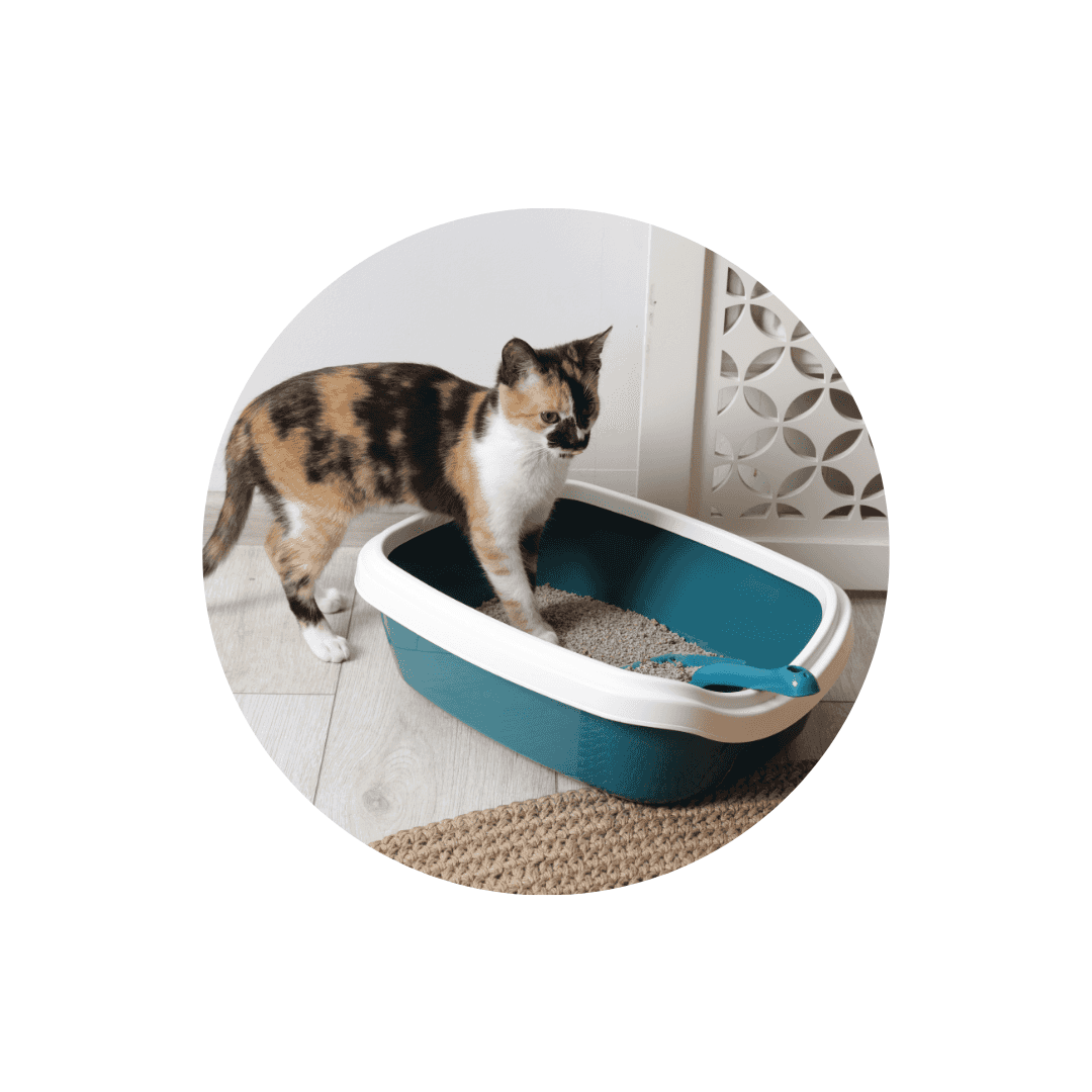 Litière naturelle et végétale pour chat