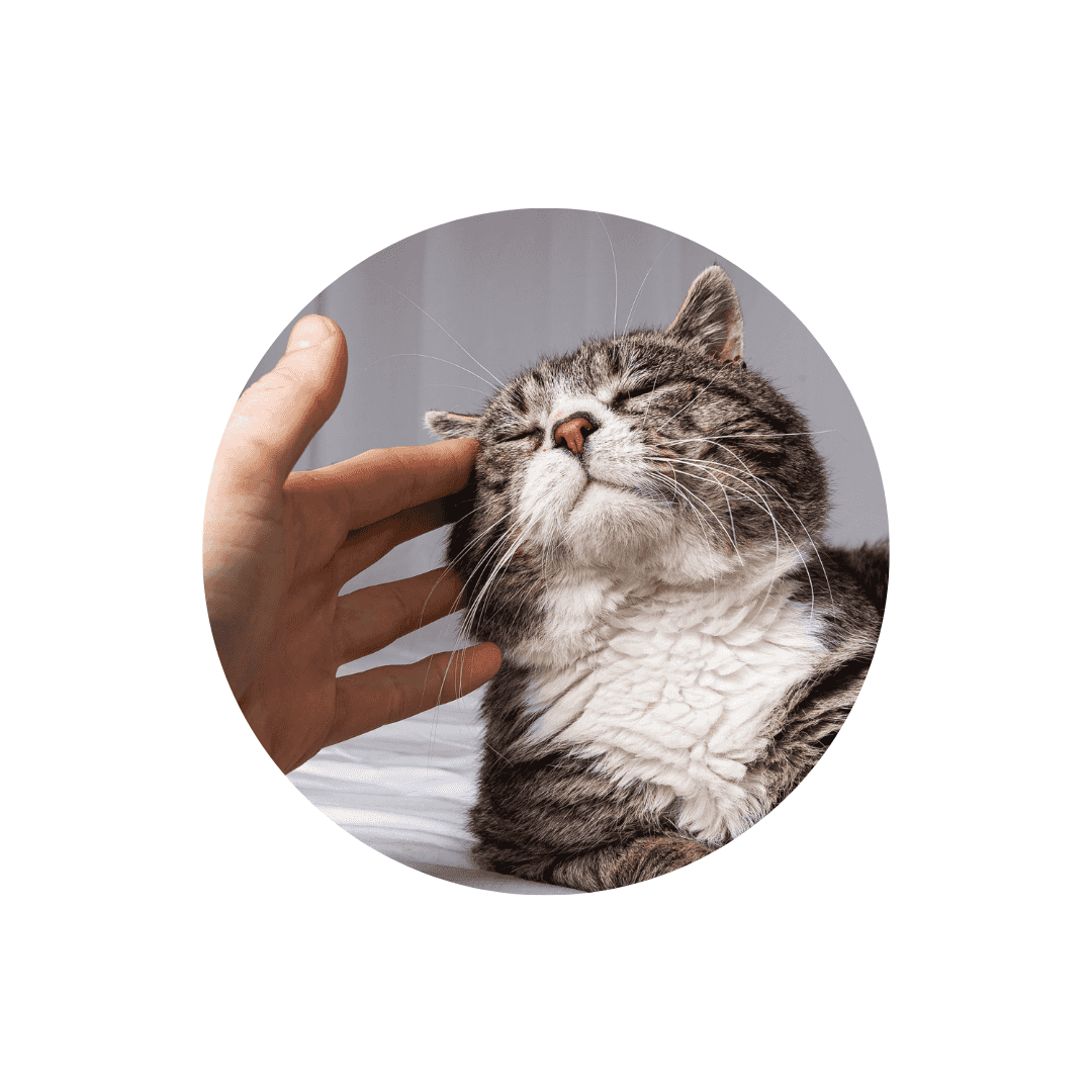 Compléments alimentaires pour la peau sensible du chat