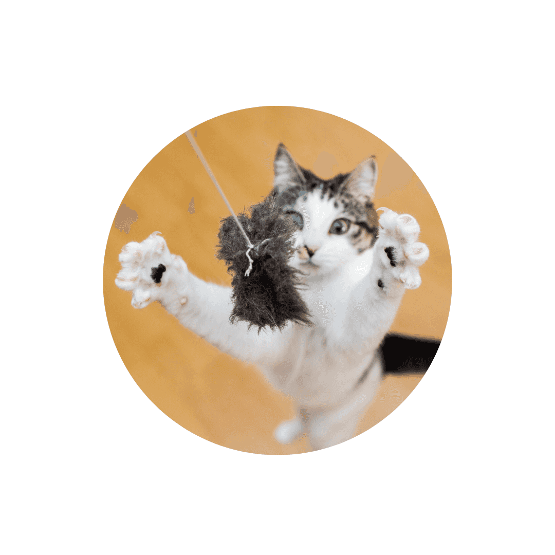 Cannes à pêche pour chat