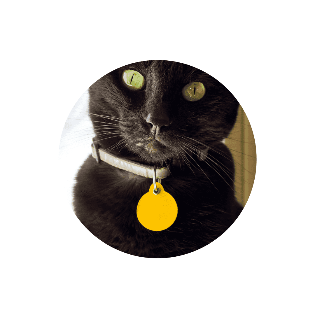 Pendentifs pour chat