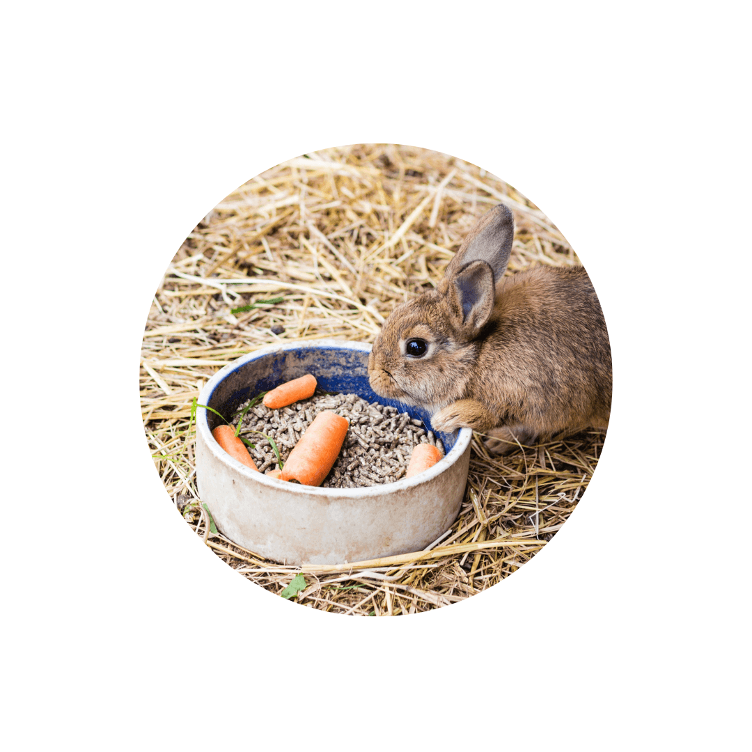 Ecuelles et mangeoires pour lapin