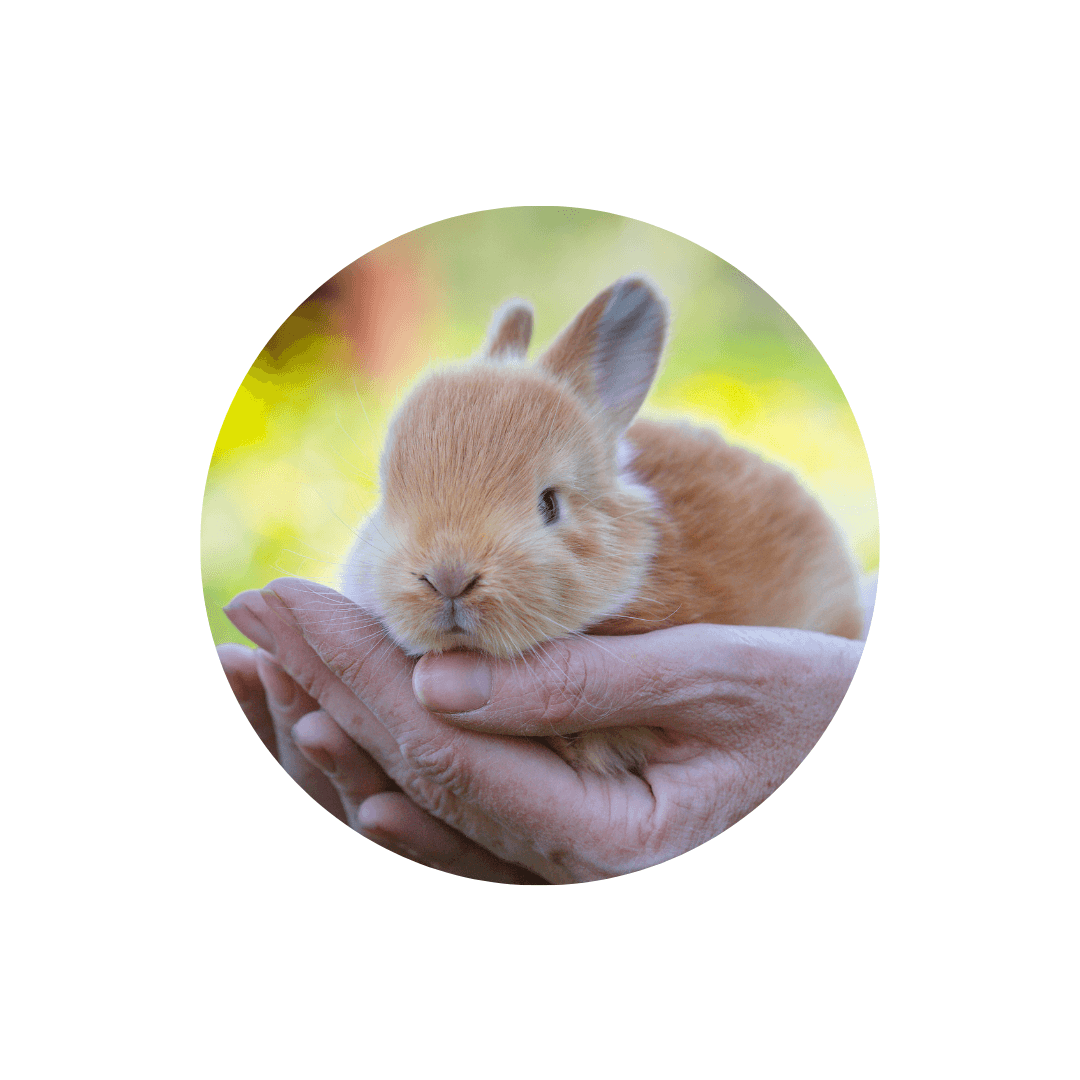 Soins spécifiques pour rongeur