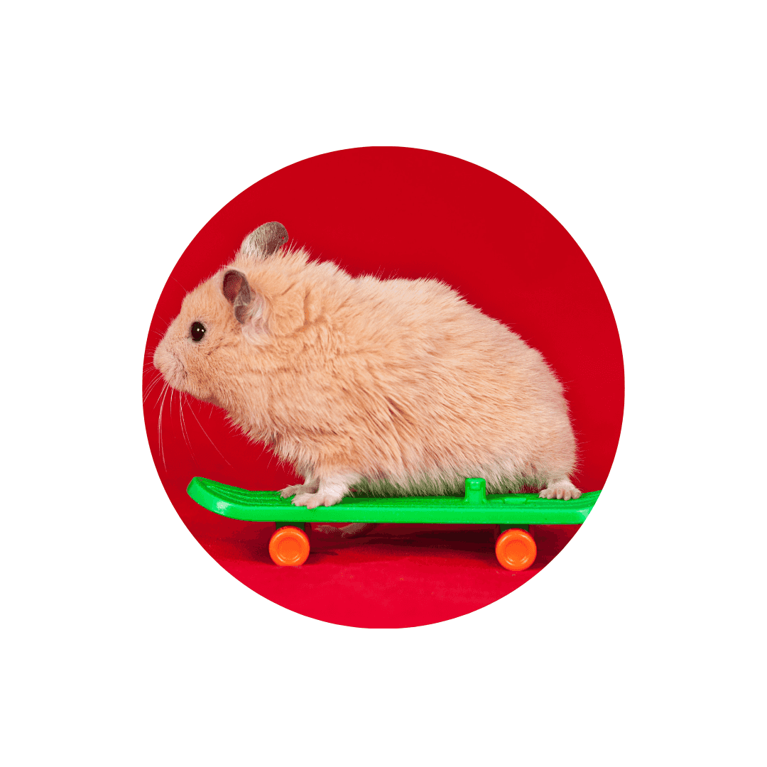 Jouet pour hamster