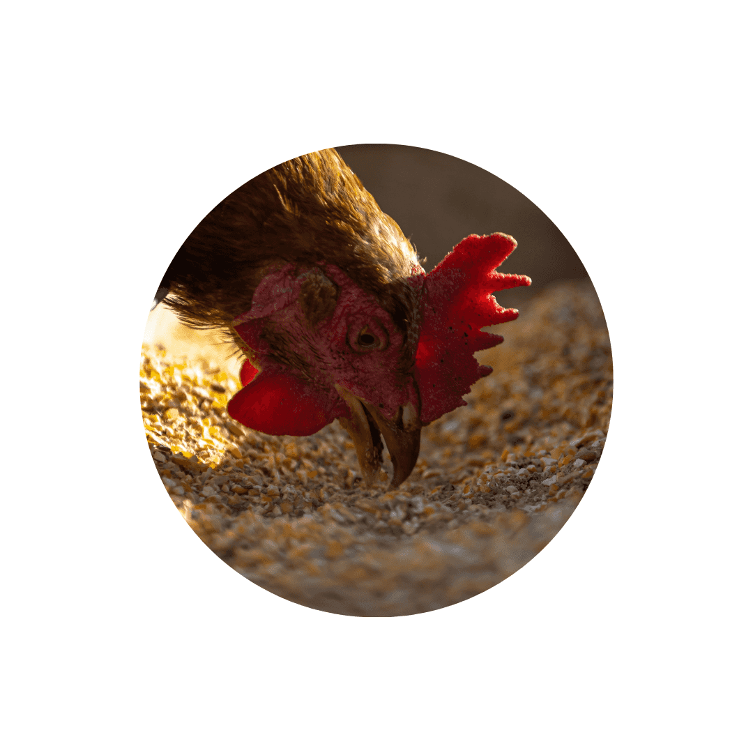 Nourriture pour poule