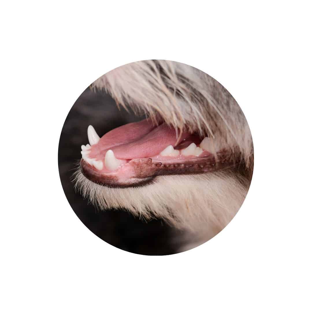 Friandises soin dentaire pour chien