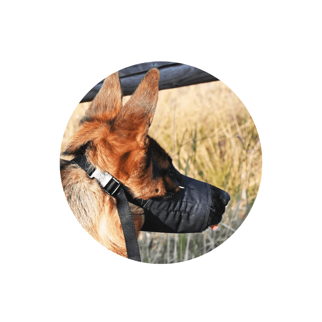 Muselières pour chien
