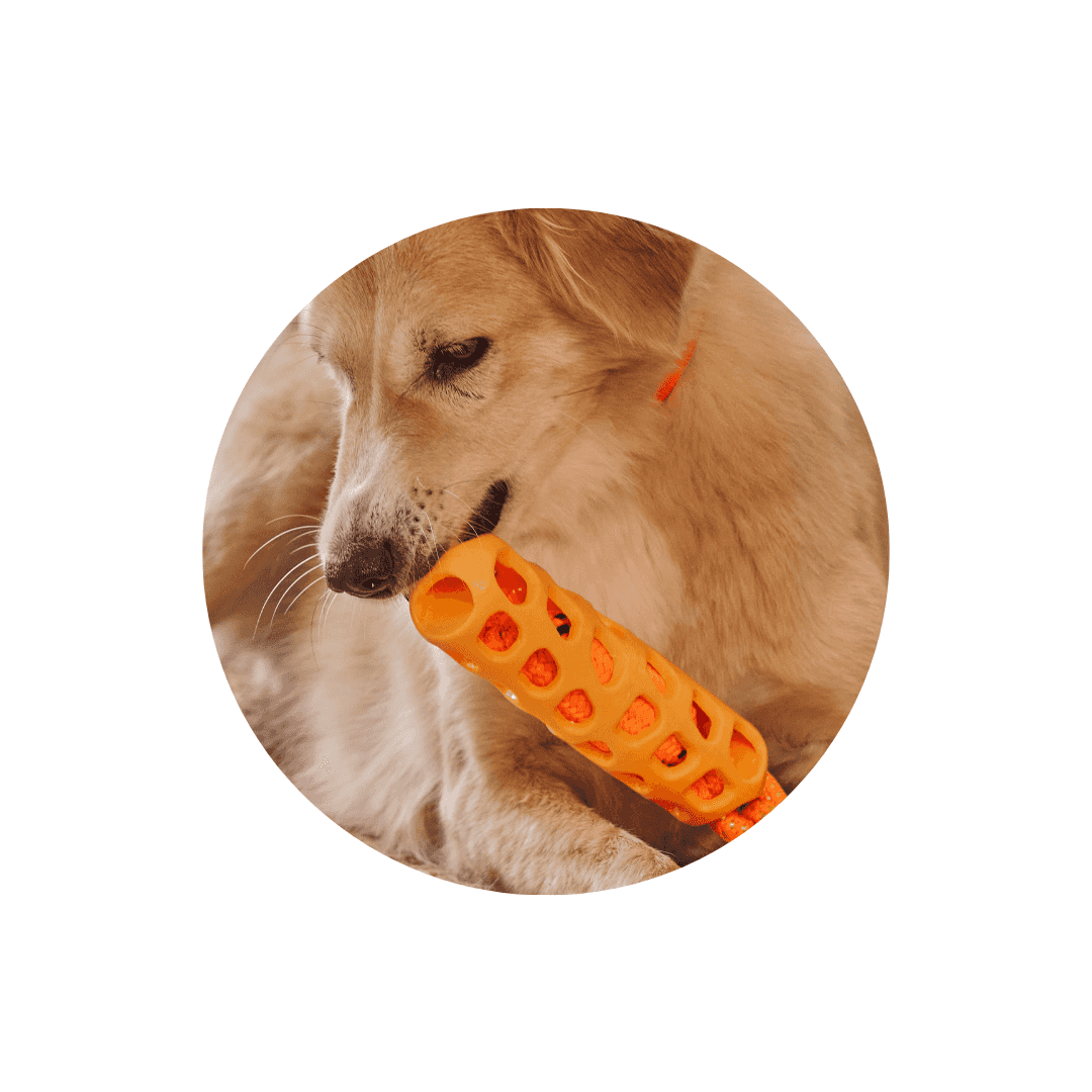 Jouets éducatifs pour chien