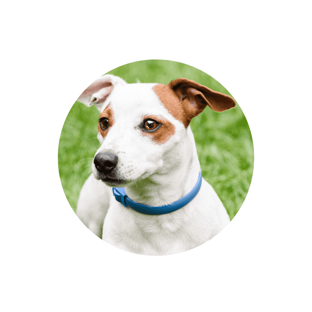 Colliers anti-puces pour chien