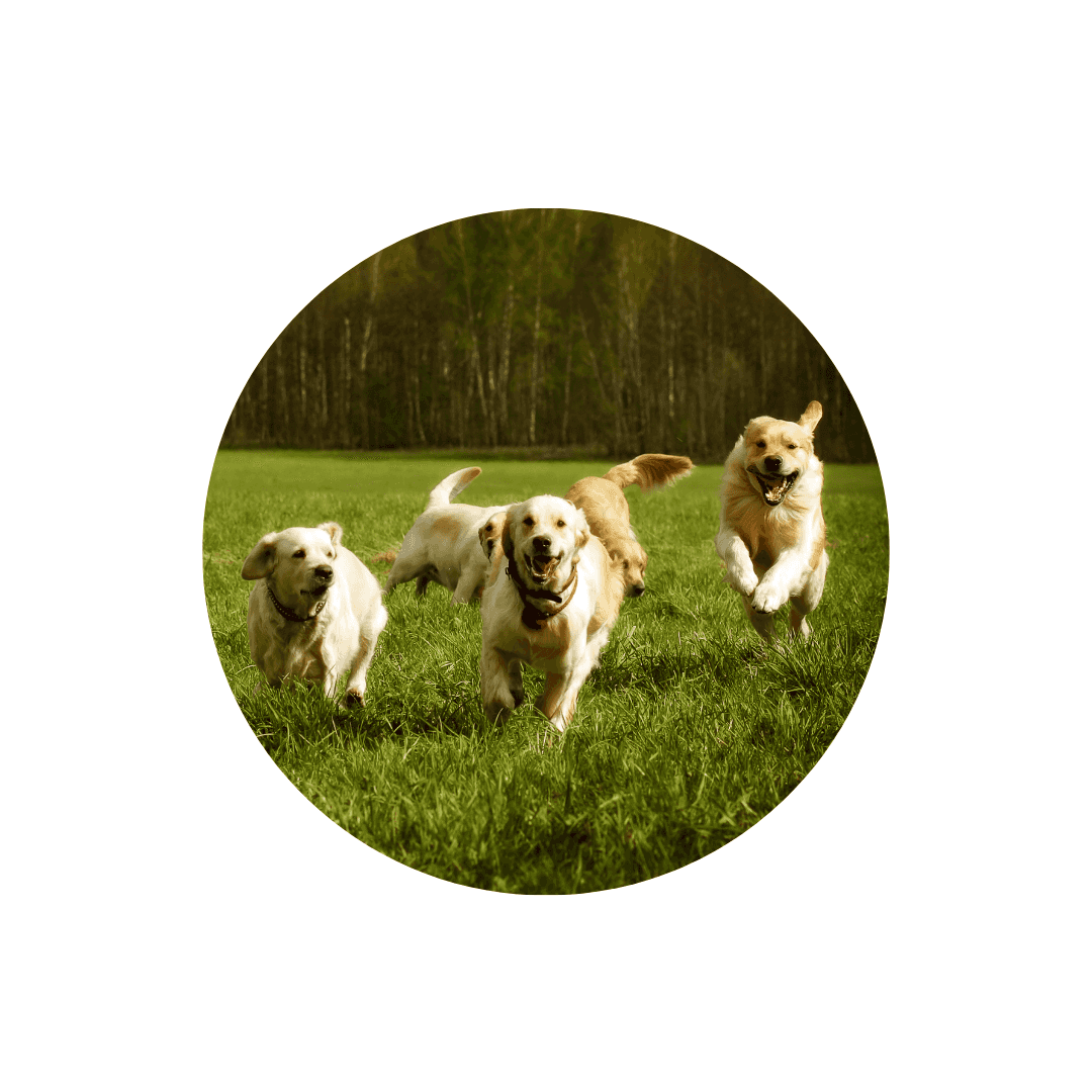 Colliers et clôtures anti fugue