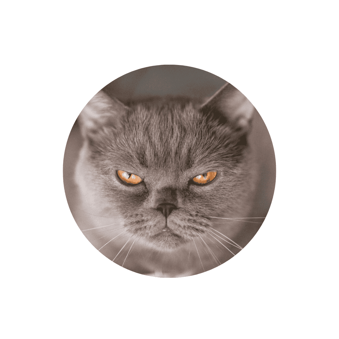 Stress et anxiété du chat