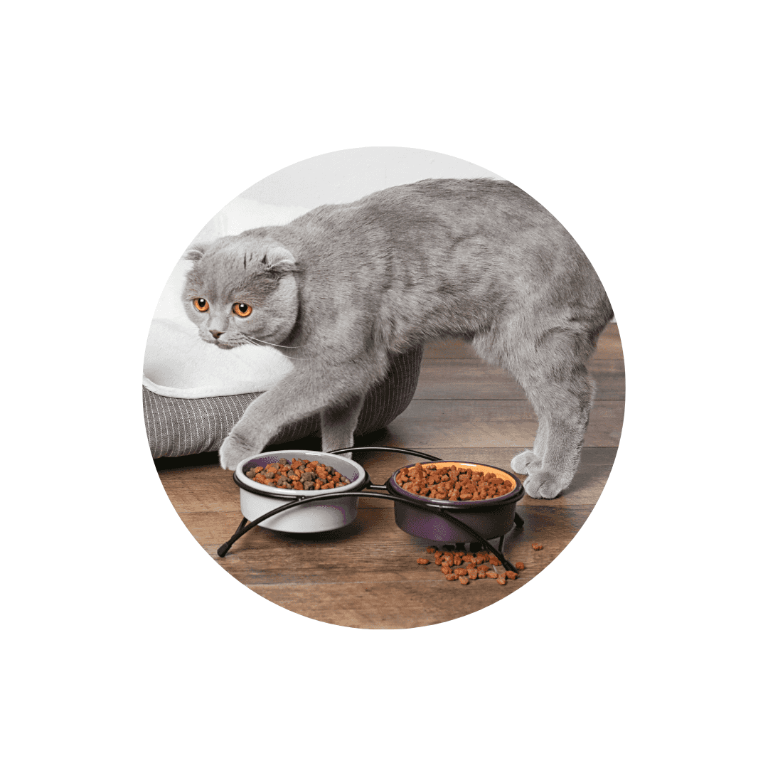 Gamelle surélevée pour chat