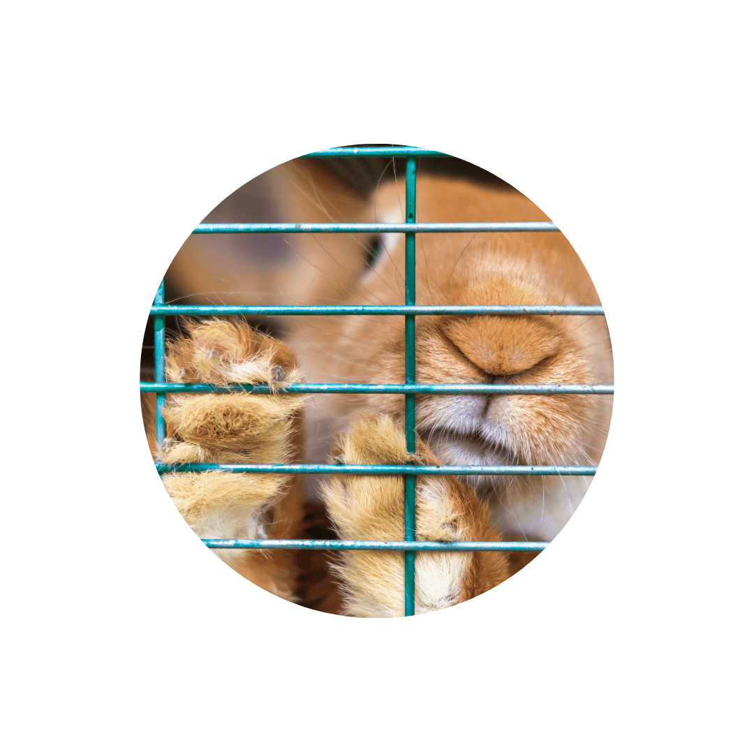 Cages pour lapin