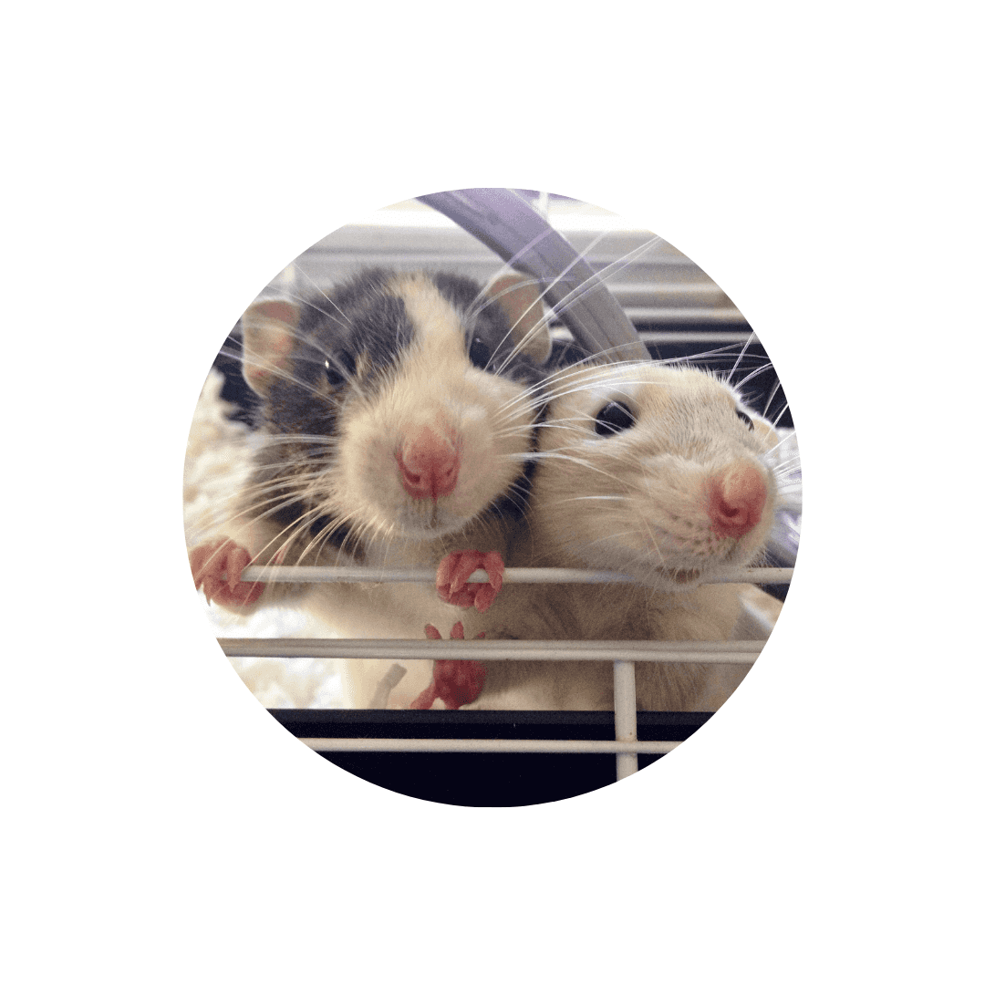 Compléments alimentaires pour rat