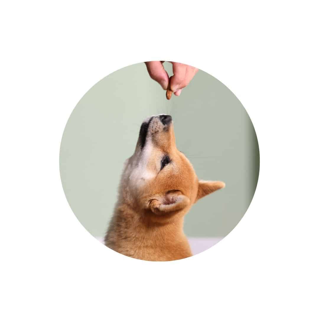 Friandises naturelles pour chien