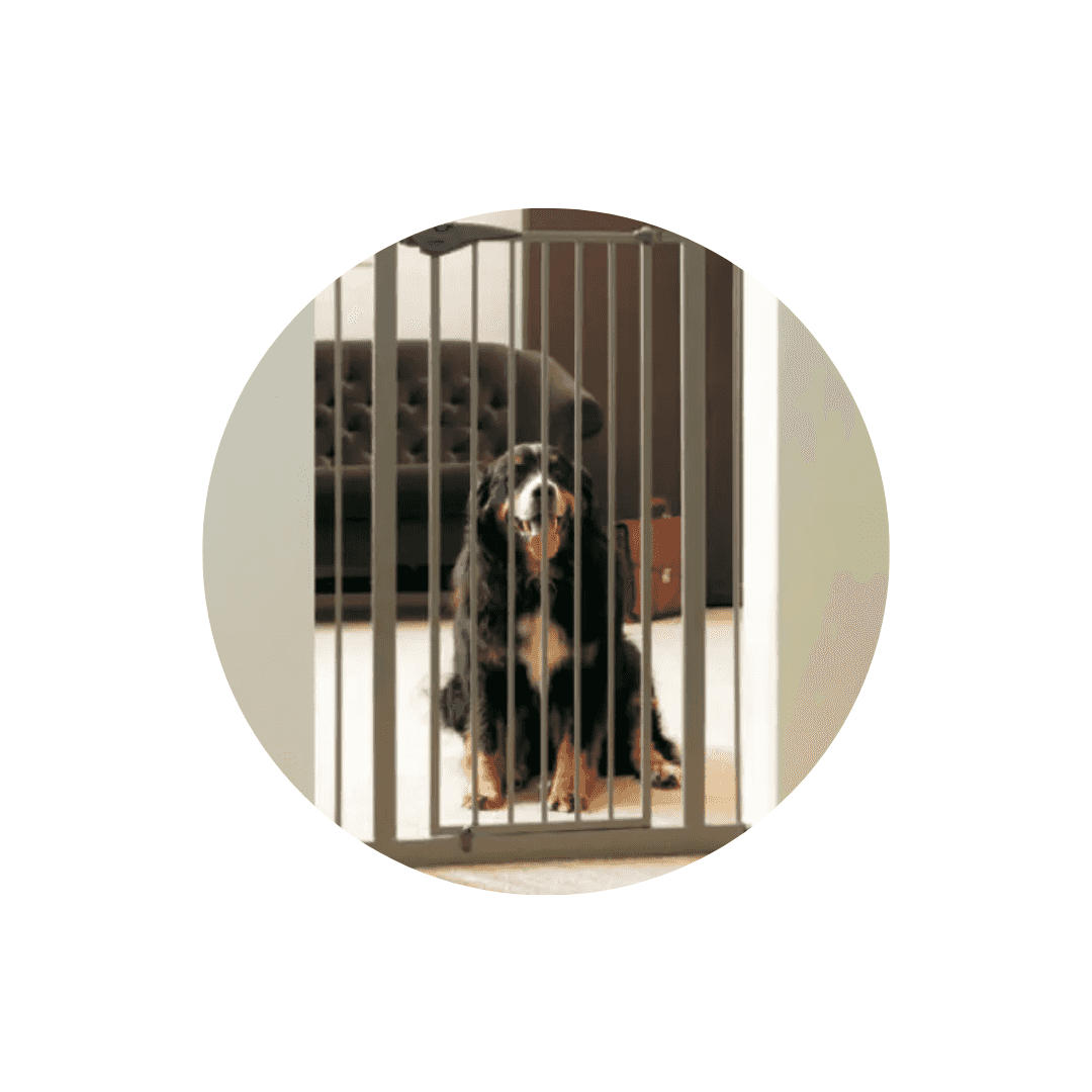 Barrières, chatières et escaliers pour chien