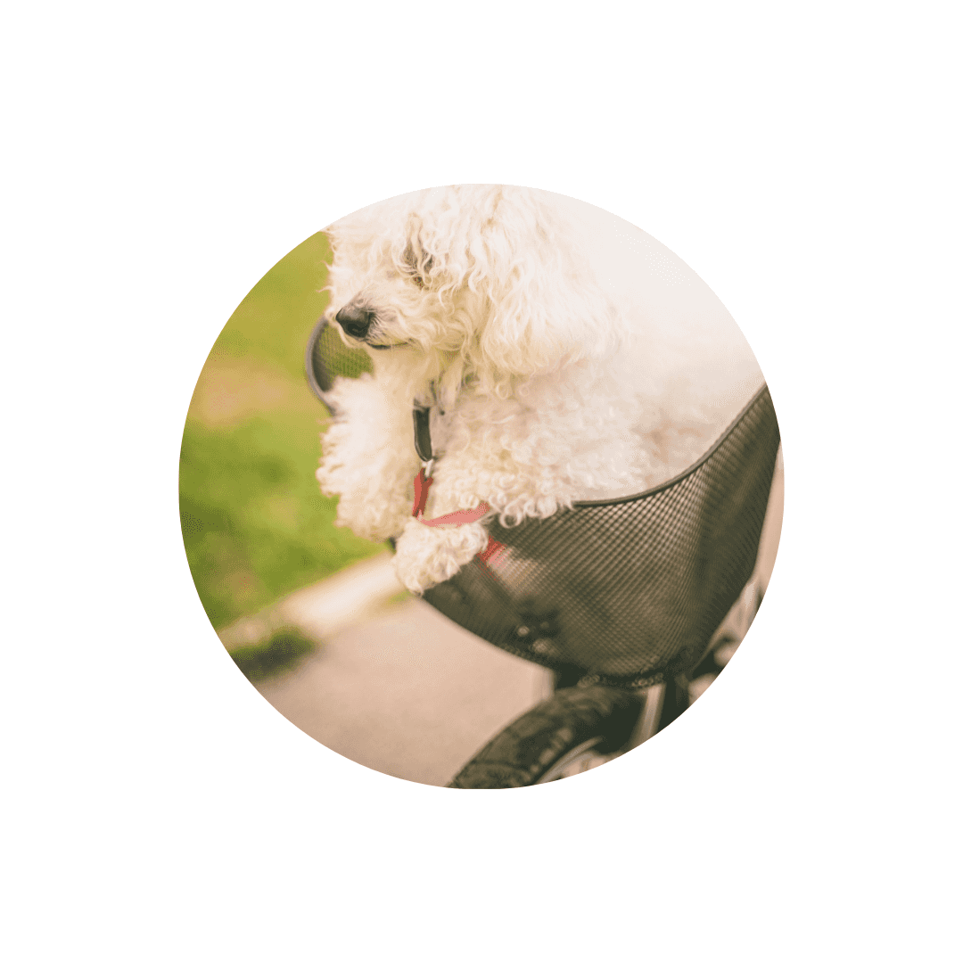 Paniers de vélo pour chien