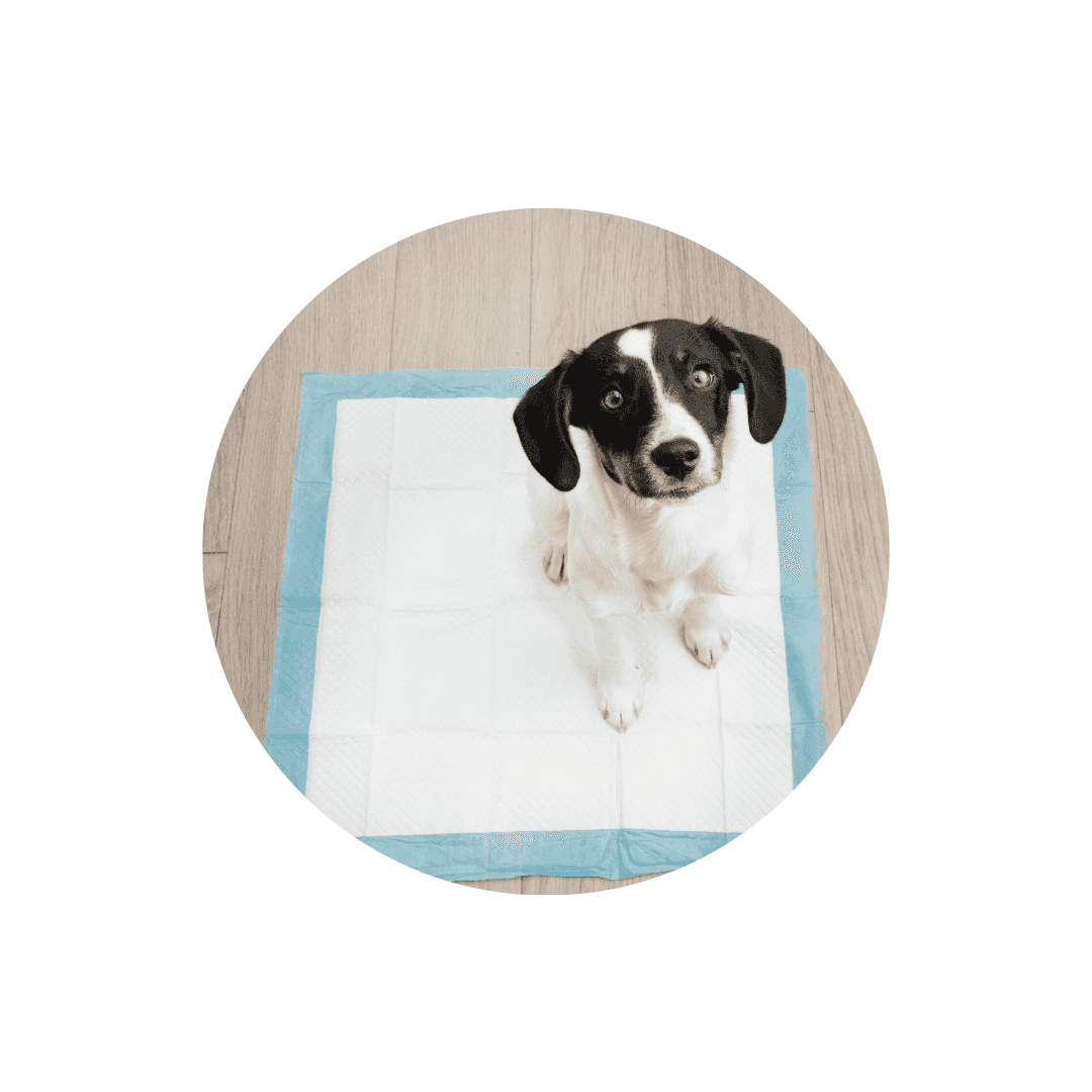 Tapis éducateur pour chien