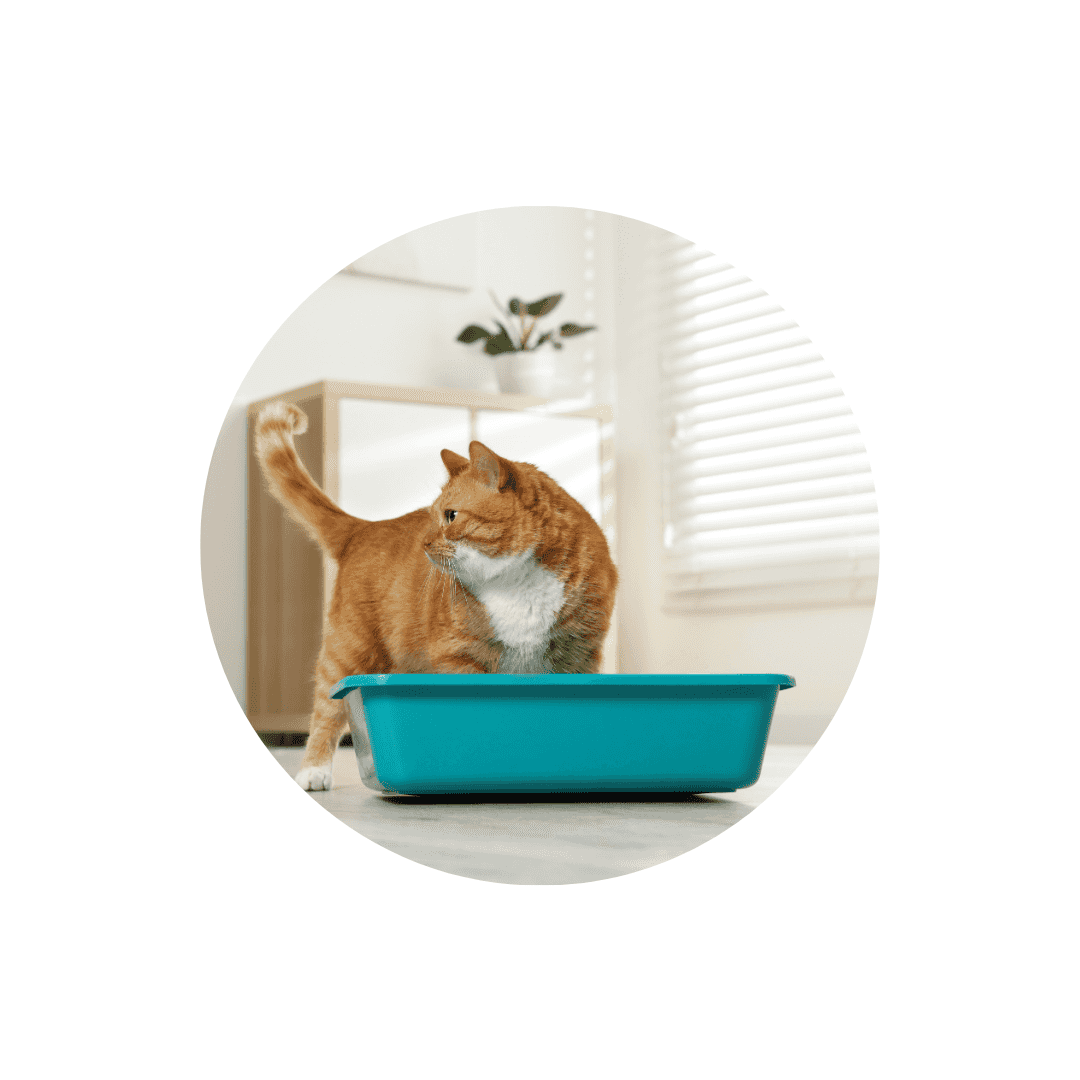 Litière minérale pour chat