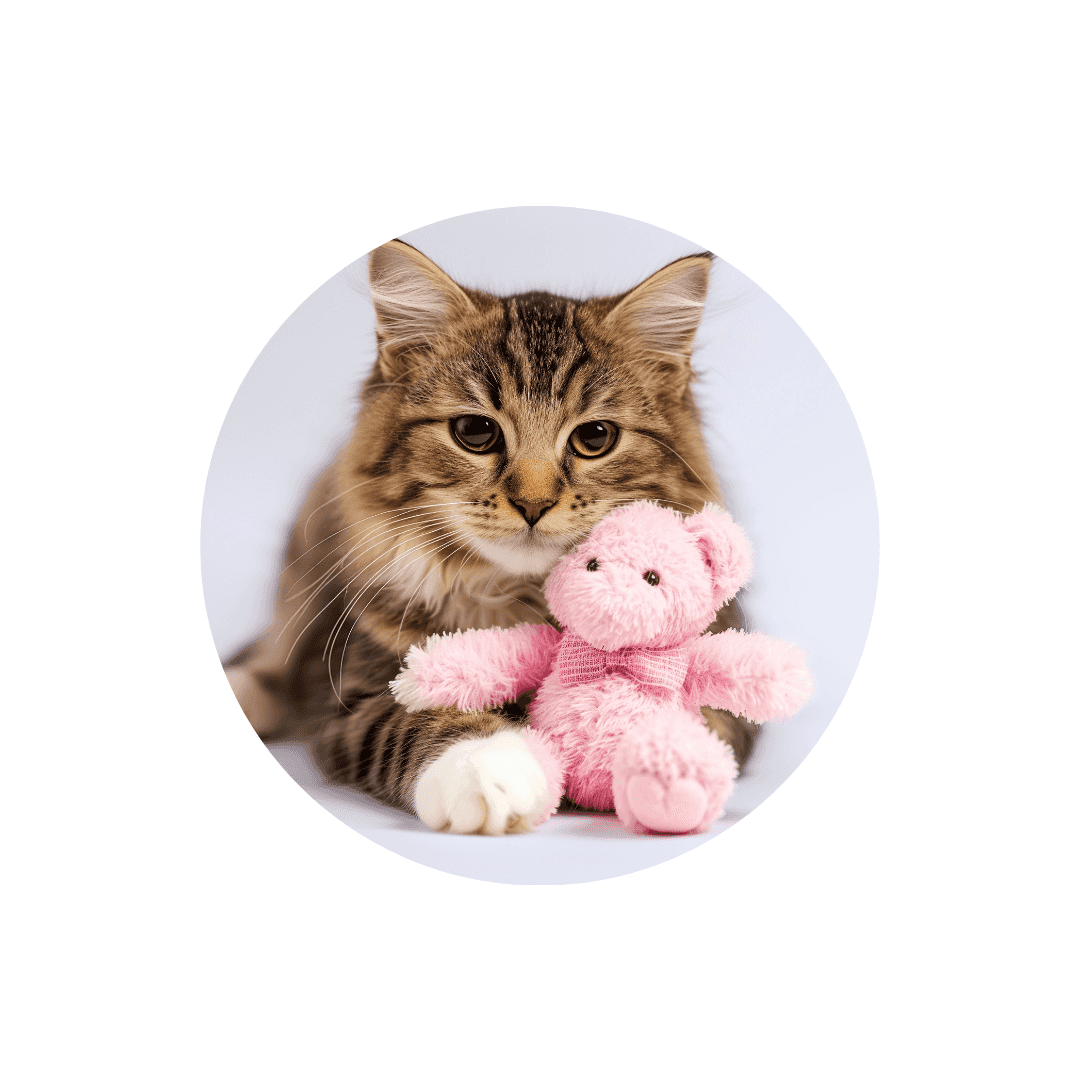 Peluches pour chat
