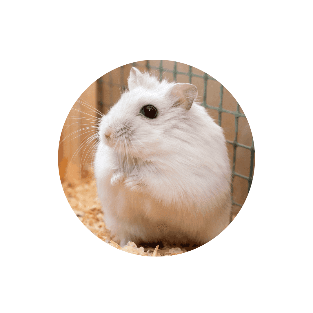 Complément alimentaire pour hamster