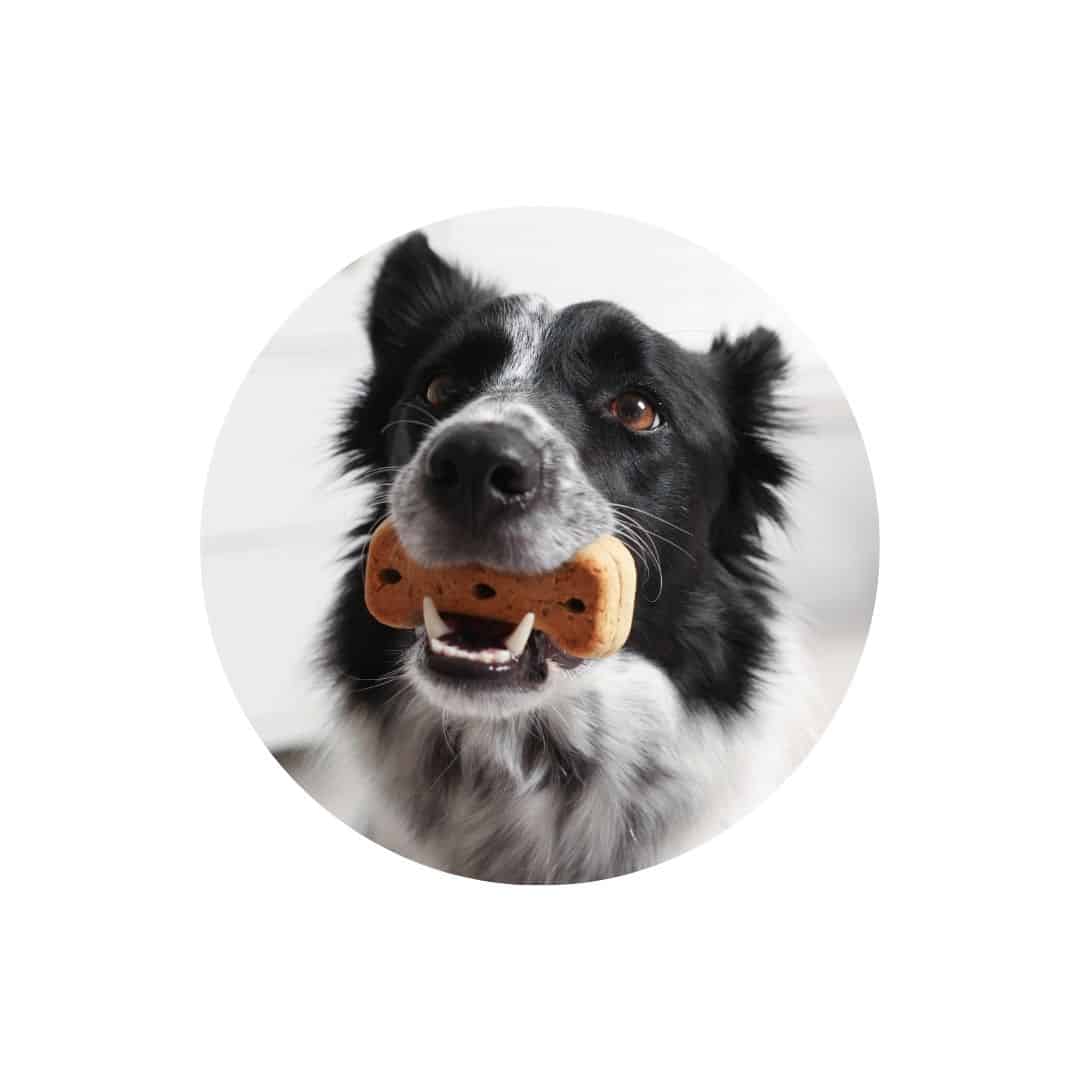 Os à mâcher pour chien