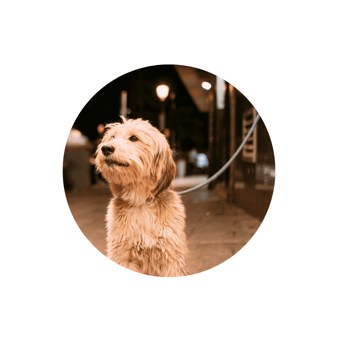 Piquets d'attache et câbles