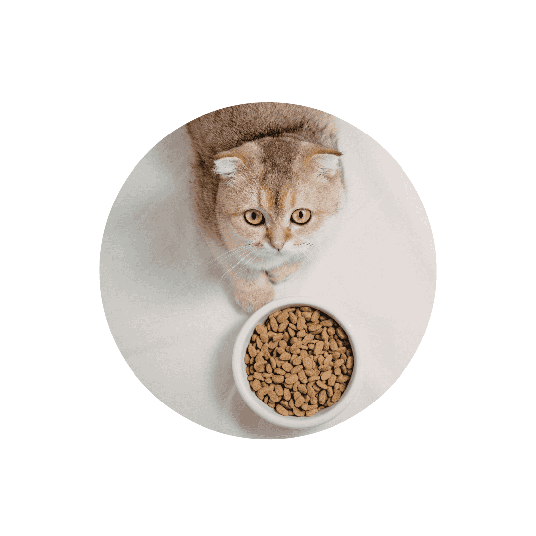 Croquettes pour chat