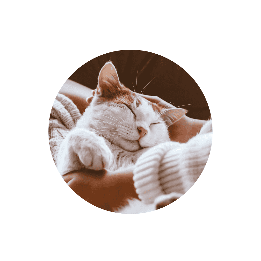 Soins spécifiques pour chat