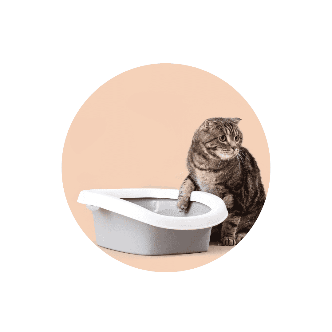 Bac à litière auto nettoyant