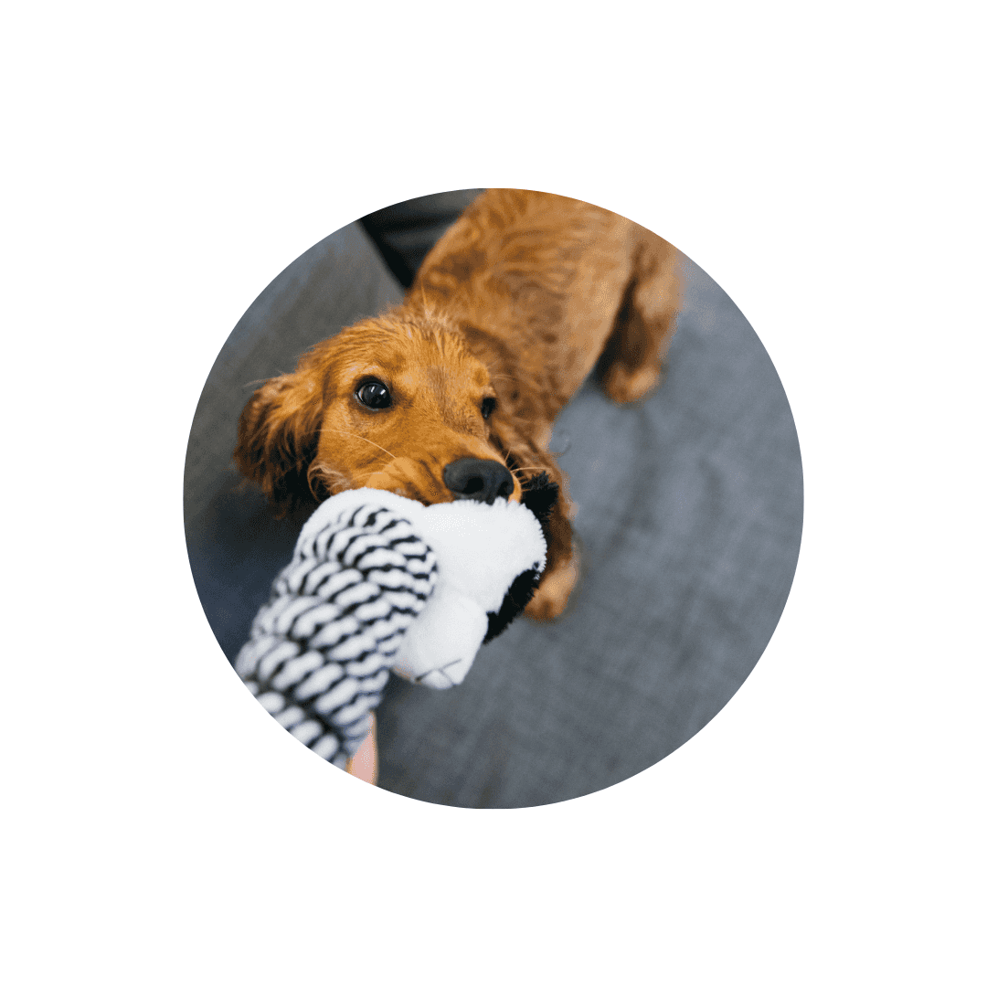 Jouets ludiques pour chien