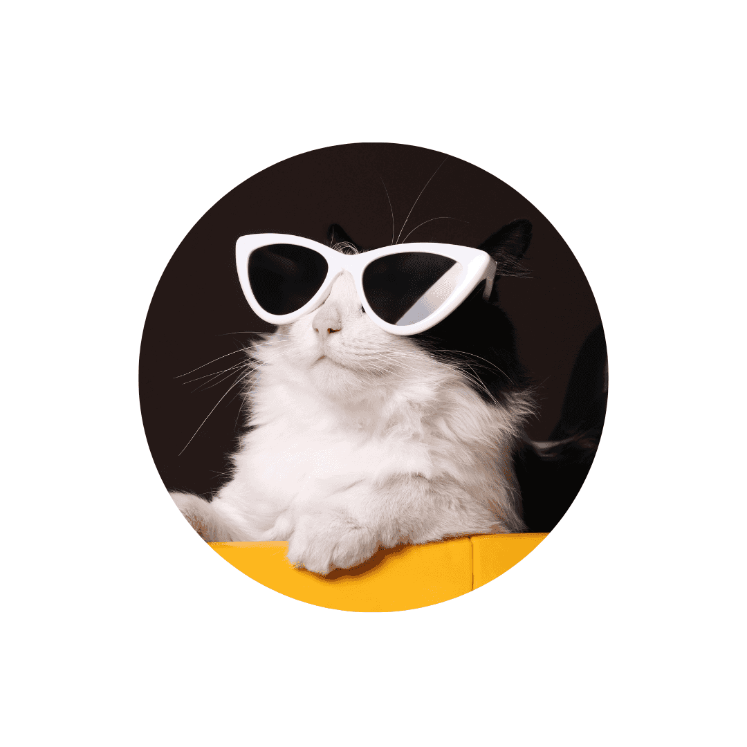 Jeux lasers pour chat