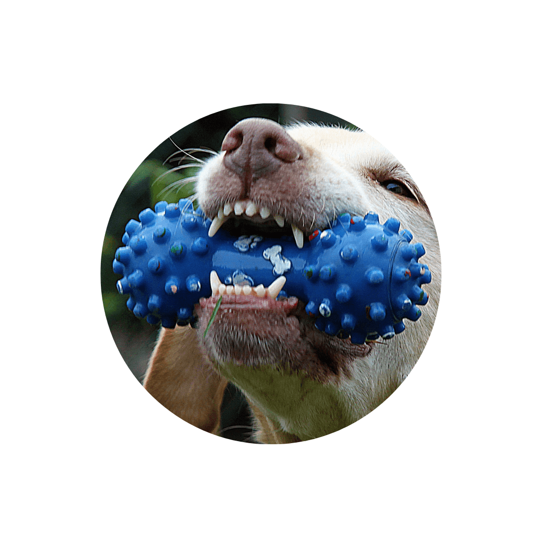 Jouets dentaires pour chien