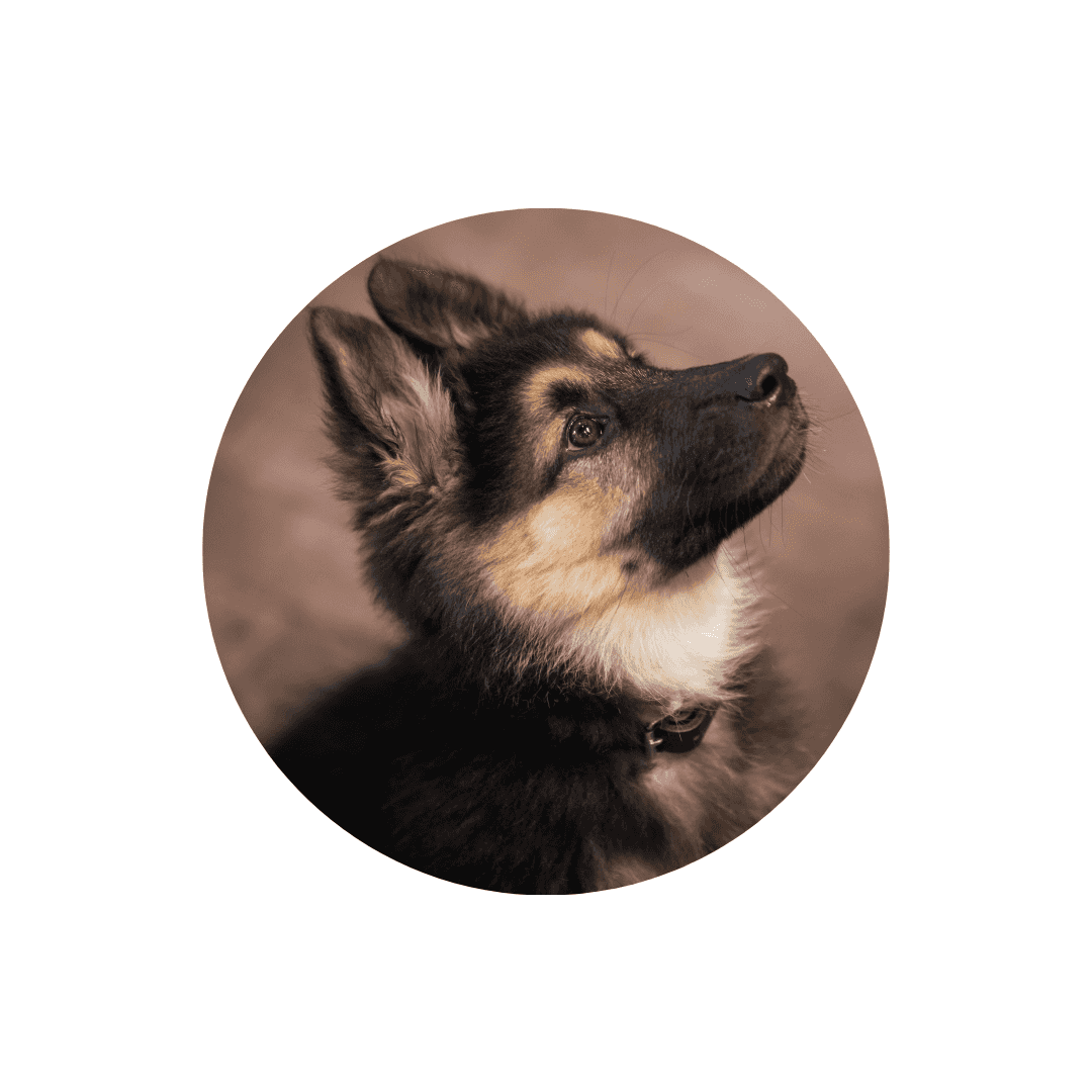 Colliers de dressage pour chien