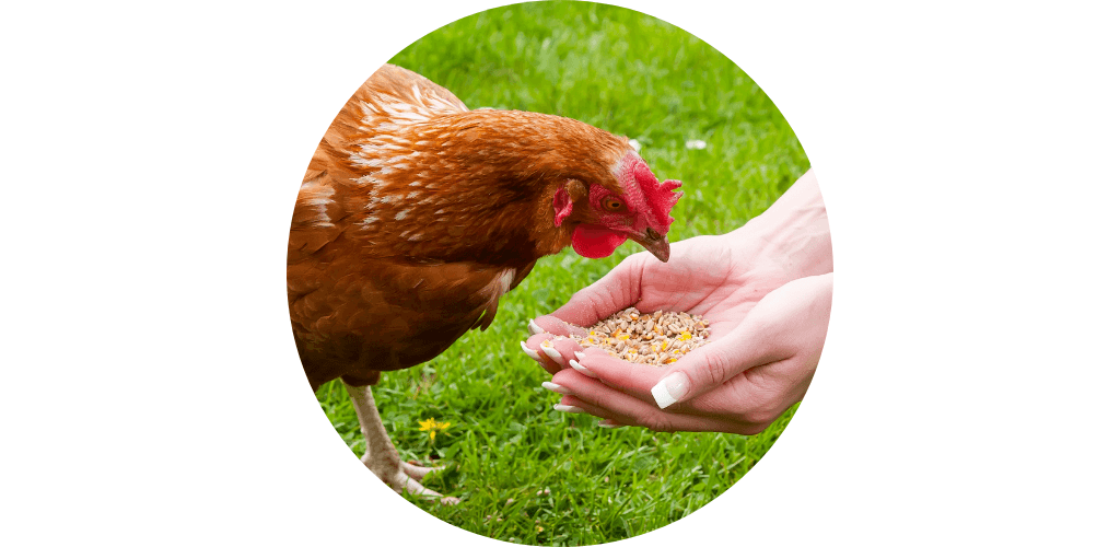 Promos alimentation élevage