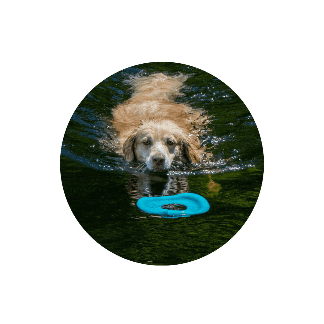 Jouets d'eau pour chien
