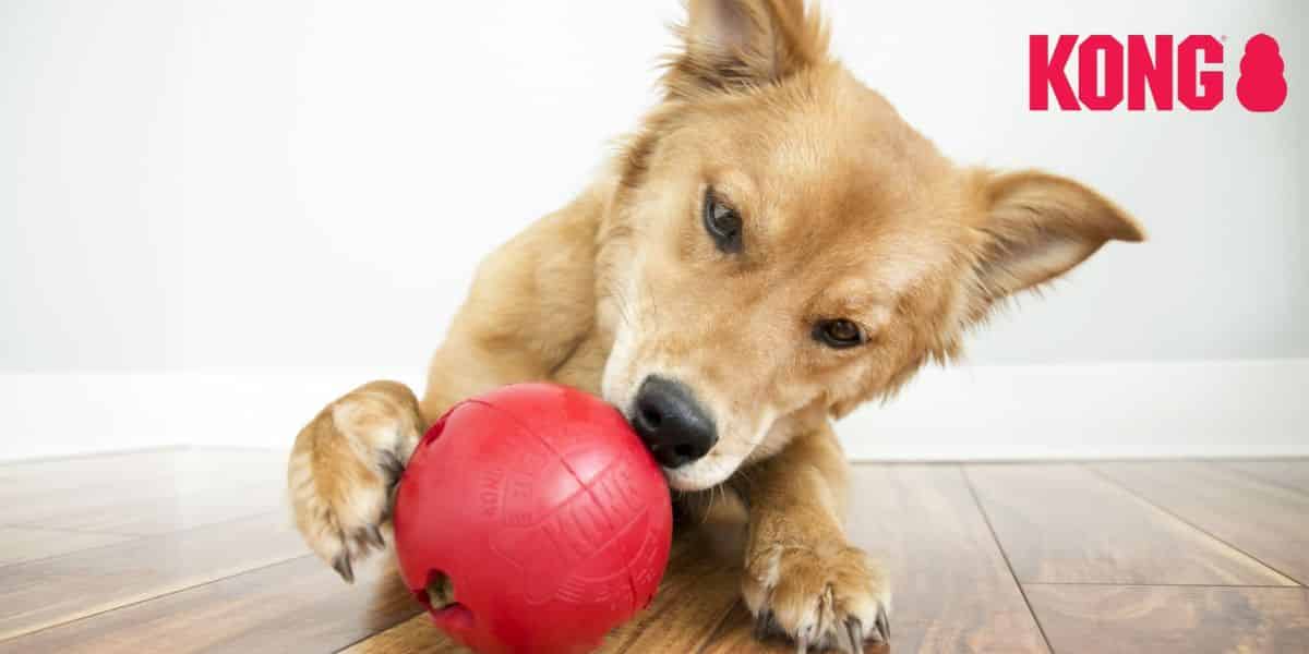 KONG chien