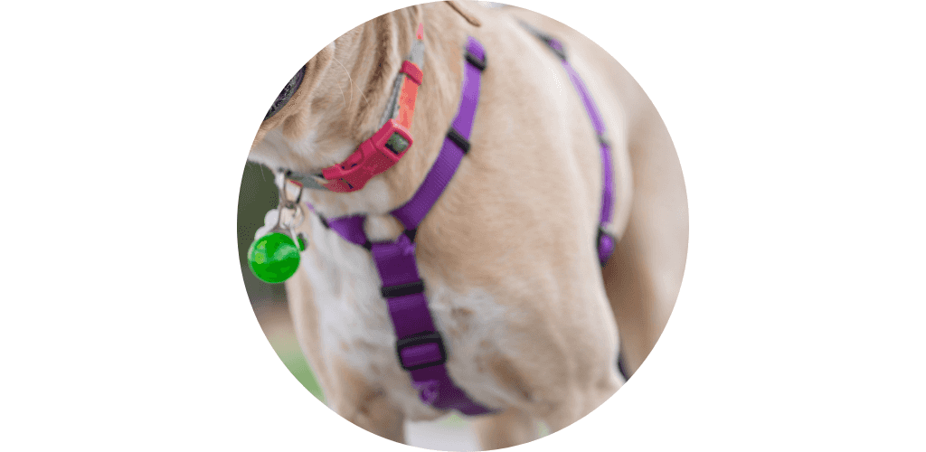 Promos accessoires chien