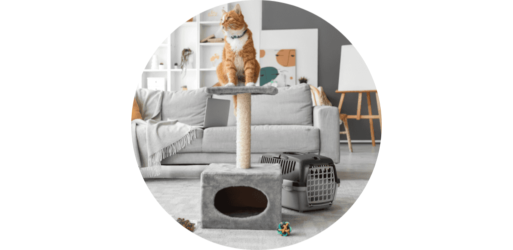 Promos accessoires chat