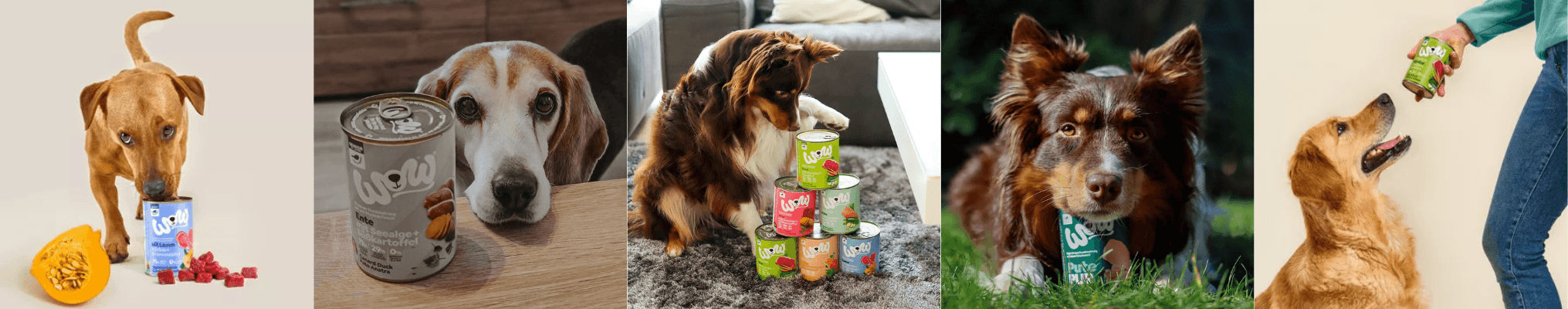 wow chien boeuf poulet saumon