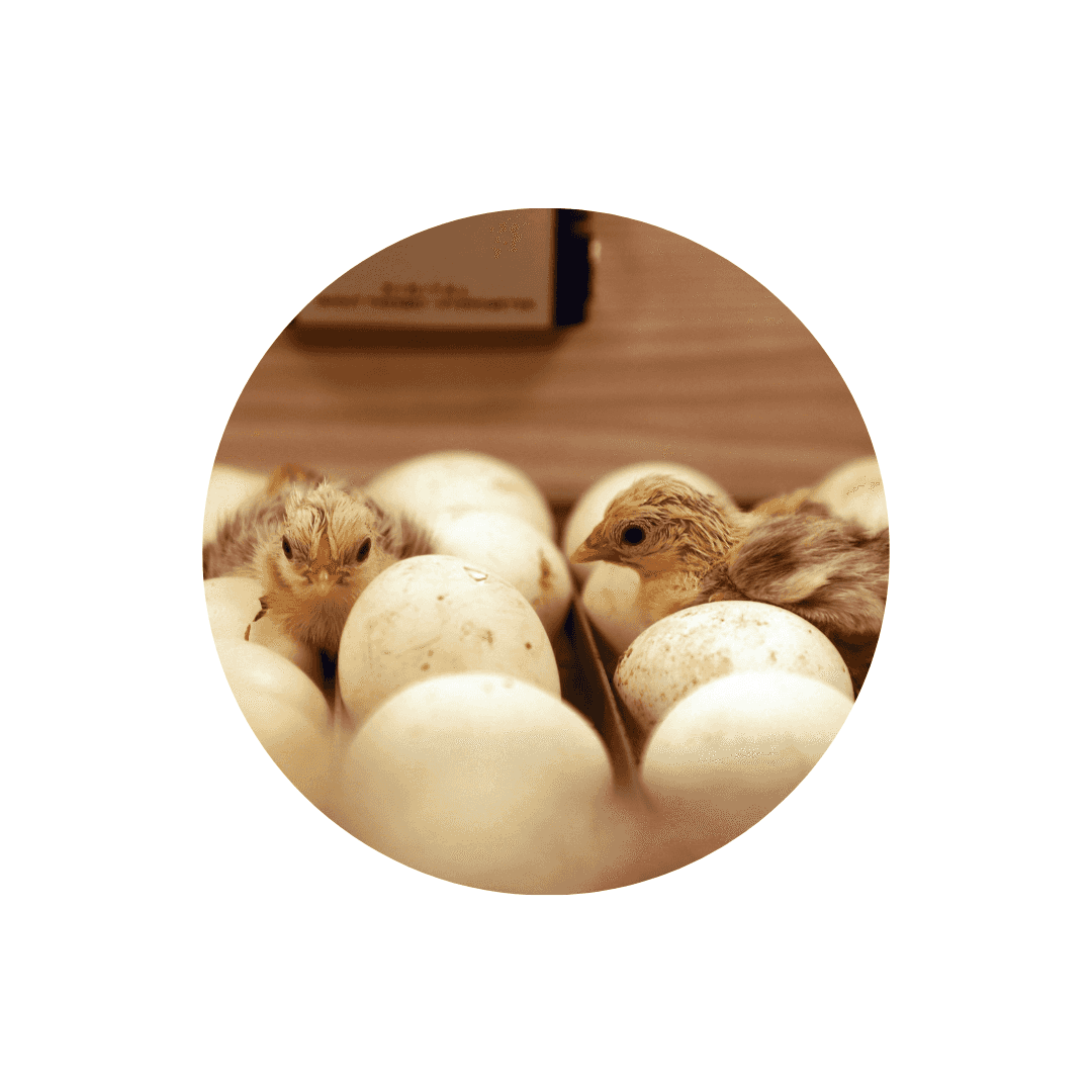 Accessoires couveuse