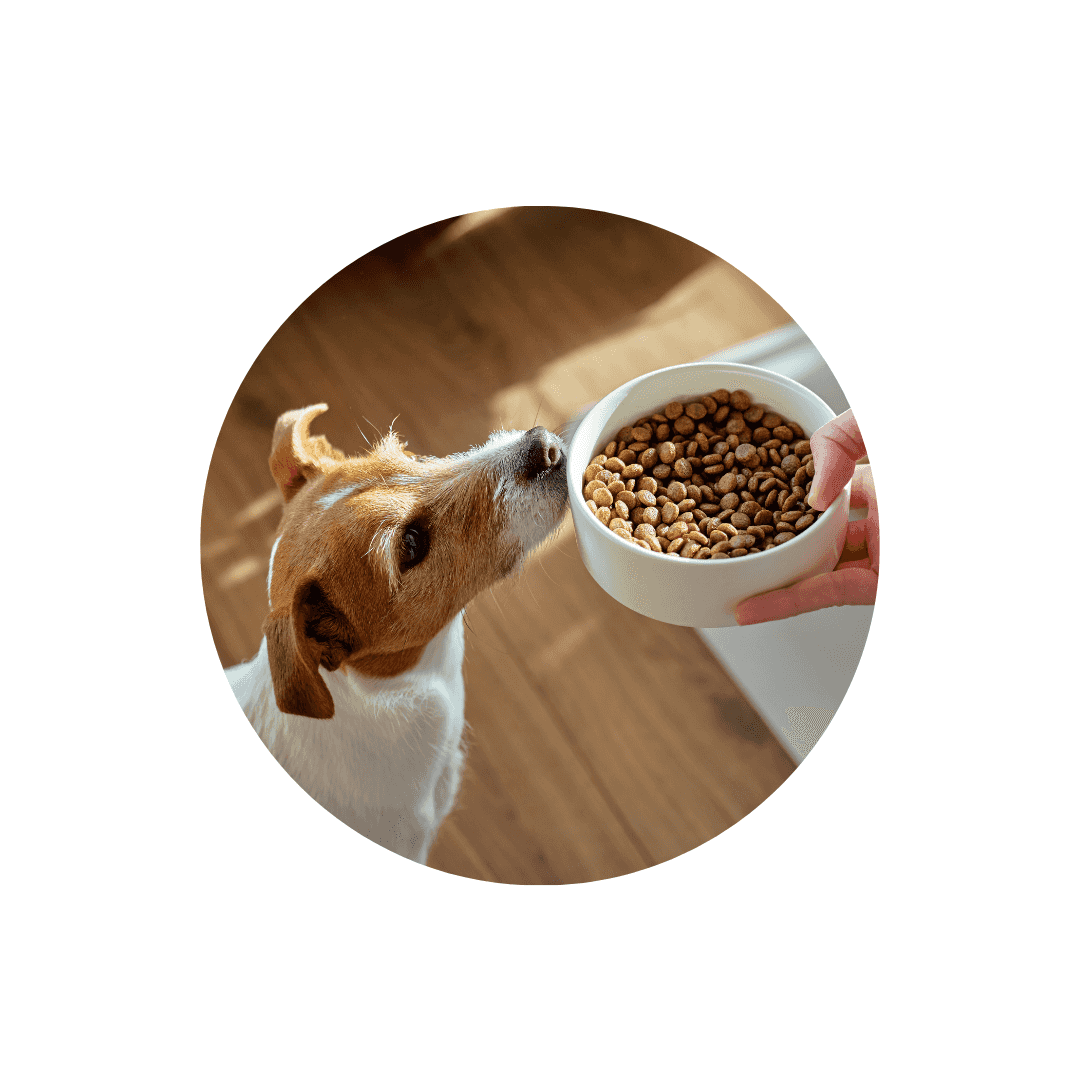 Croquettes pour chien