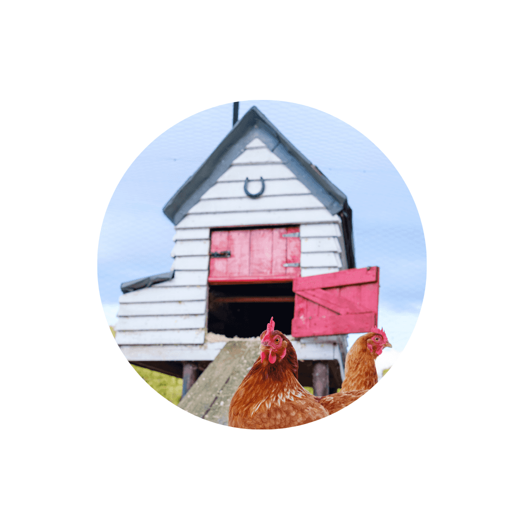 Poulaillers et enclos