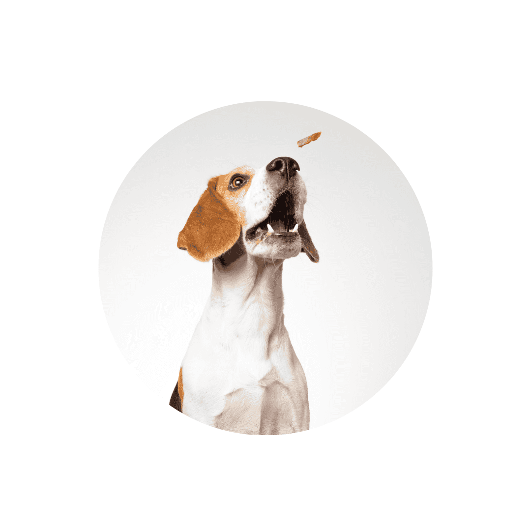 Alimentation spécifique pour chien