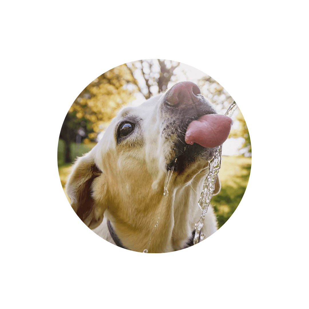 Fontaines à eau pour chien