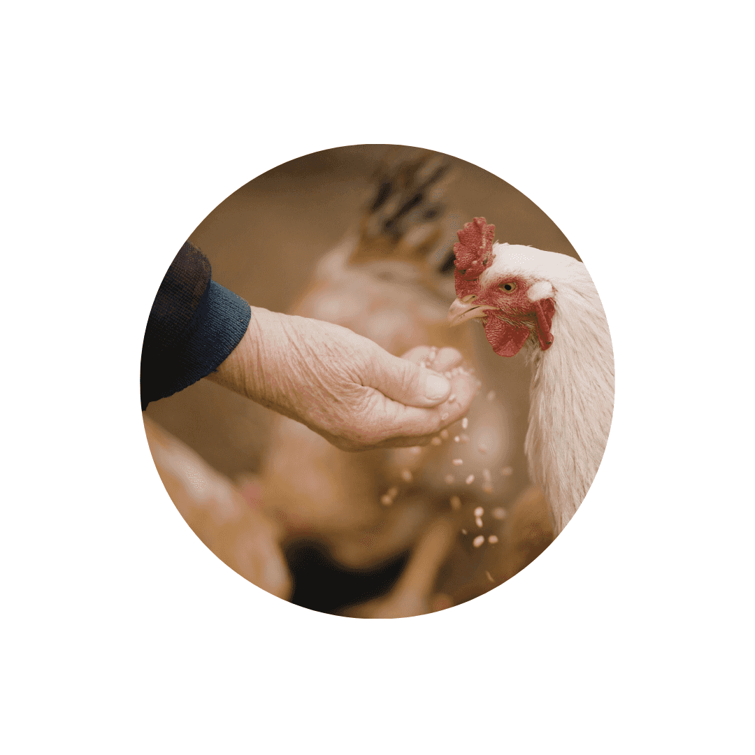 Alimentation basse cour