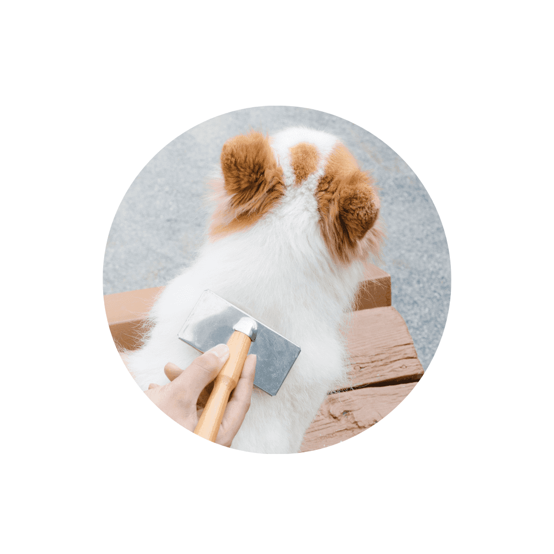 Propreté et soins pour chiot