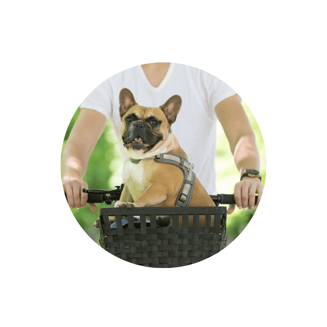 Transport en vélo du chien