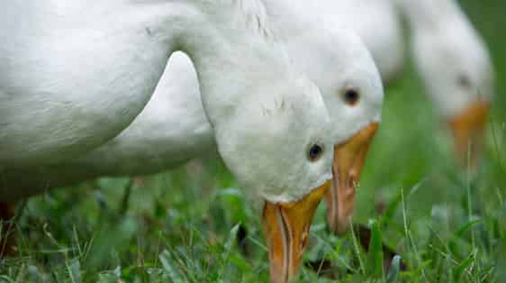 Nourriture pour poules, canards et animaux de la basse cour Gasco