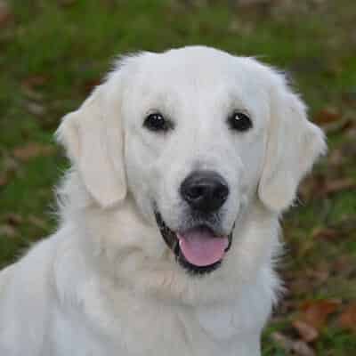 Nourrir un chien adulte