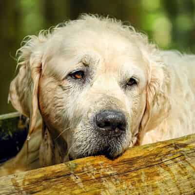 Nourrir un chien senior
